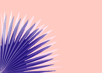 violet Palms leafs pink background concept Illustration