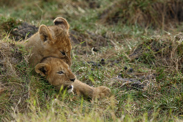 The lion cubs playing