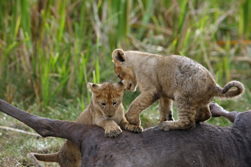 The lion cubs playing in the evening