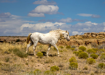 Obraz premium Ragged and wild horse on the Navajo reservation in Arizona.