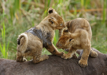 The lion cubs playing