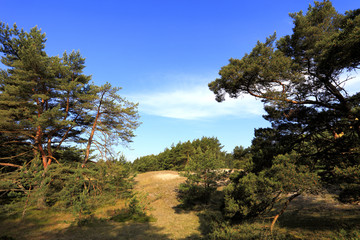 Sand dunes covered with grass and trees by Baltic Sea central shore near town of Rowy in Poland in...