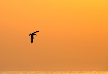 Seagulls are typically medium to large birds and grey or white in color