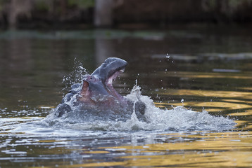 Hippopotamus  Kruger National Park