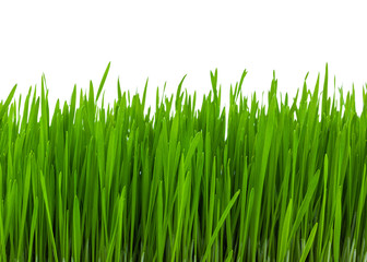 Fototapeta na wymiar Lush green grass on a white background.