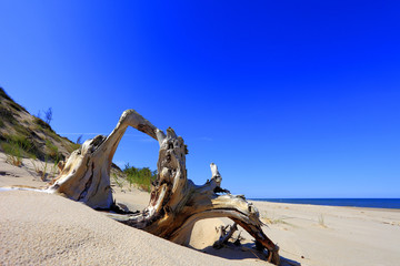 Dry tree remaining on sand dunes and beach of Baltic Sea central shore near town of Rowy in Poland