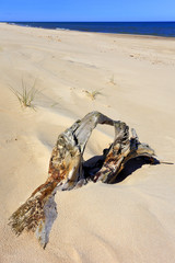Dry tree remaining on sand dunes and beach of Baltic Sea central shore near town of Rowy in Poland