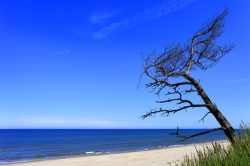 Lonely pine tree on sand dunes and beach of Baltic Sea central shore near town of Rowy in Poland