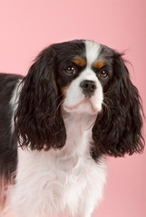 Cavalier King Charles Spaniel auf rosa Hintergrund