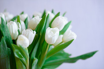 spring bouquet of white tulips on a blue background