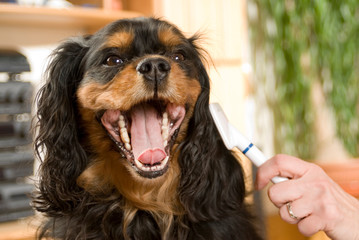Cavalier King Charles Spaniel gähnt beim Bürsten