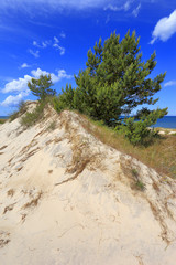 Sand dunes covered with dry grass and trees and beach of Baltic Sea central shore near town of Rowy in Poland