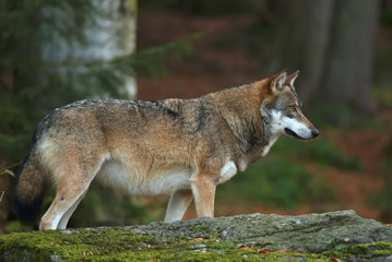 Gray Wolf, Canis lupus, Bavarian forest, autumn forest, predator