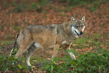 Gray Wolf, Canis lupus, Bavarian forest, autumn forest, predator