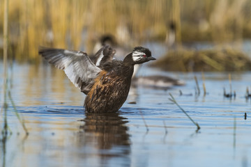 White-tufted Grebe, La Pampa Argentina