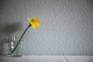 One daffodil in a glass against a wall