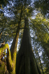 Fototapeta premium A Douglas fir tree at Old forest Cathedral Grove in MacMillan Park