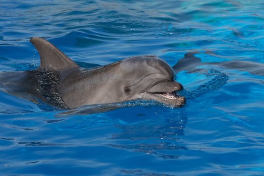 A bottlenose dolphin opens its mouth