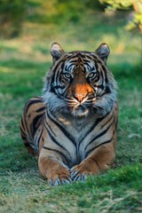 Portrait of a sitting tiger