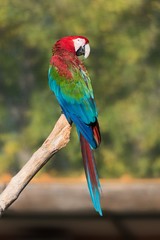 Red-and-green macaw sitting on a stick