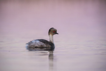 Silvery Grebe, Patagonia, Argentina