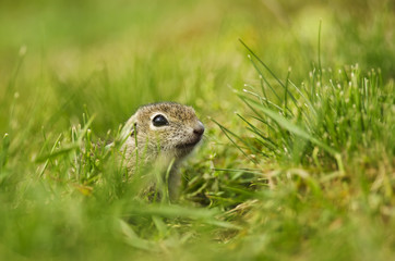European Ground Squirrel, Spermophilus citellus, rodent in natural habitat, wild conditions, Slovakia