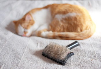 comb full of pet fur and lying cat in the background