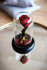 Red rose in a flask. Long-lasting rose