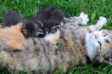 Cat-mum feeding kittens
