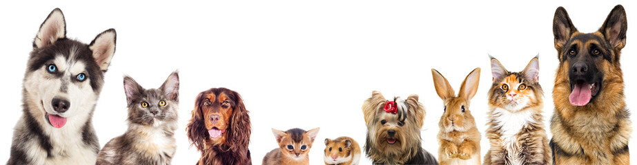 group of animals looking on a white background isolated