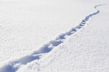 Footprints of the beast in the fresh snow