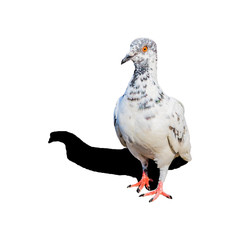 white pigeon