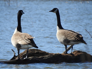 geese, nature, water, ducks, beautiful, landscape, marsh