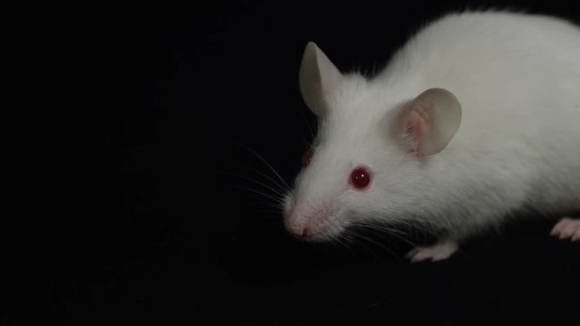 lab mouse in science experiment being tested on for research