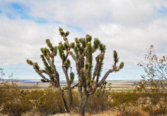 A joshua tree in a spring time desert landscape in Nevada