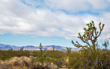 Joshua trees among green foliage with mmountains in the background in a Nevada spring time desert landscape