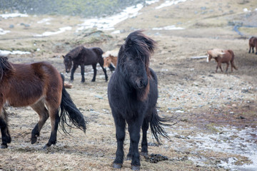 Cavalli islandesi
