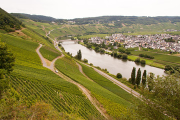 Fototapeta premium Weinberge an der Mosel bei Trittenheim