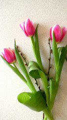 bouquet three pink cartoon vector tulips