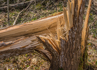 Sturmschaden Windbruch umgeknickter Baum - Storm damage Wind breakage of bent tree