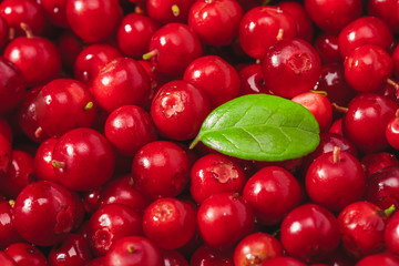 Fresh organic cranberries with green leaf over it - close up studio shot