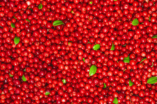 Fresh organic cranberries with green leaves over it