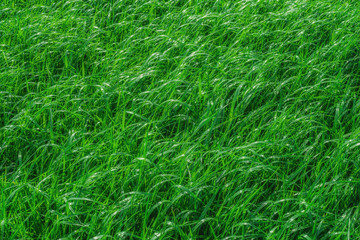 Hintergrund saftiges Gras im Gegenlicht - Background juicy grass in backlight