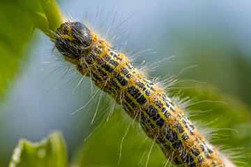 Raupe des Mondvogels