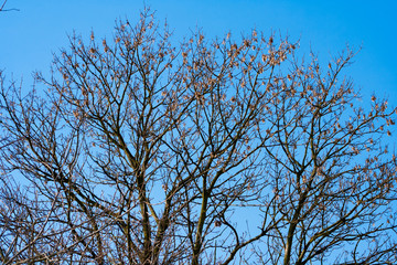 tree branches and blue sky background