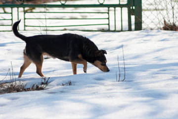Fototapeta na wymiar black dog standing on the snow