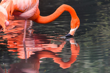 Red Flamingos from South America © luisapuccini