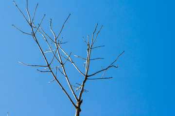 Branches of ash on a blue sky background