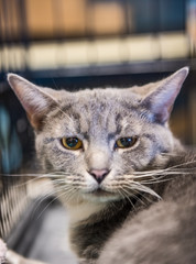 Sad grey cat in cage waiting for adoption