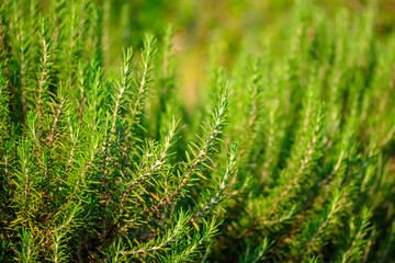 Fresh green rosemary growing in the garden. Selective focus.
